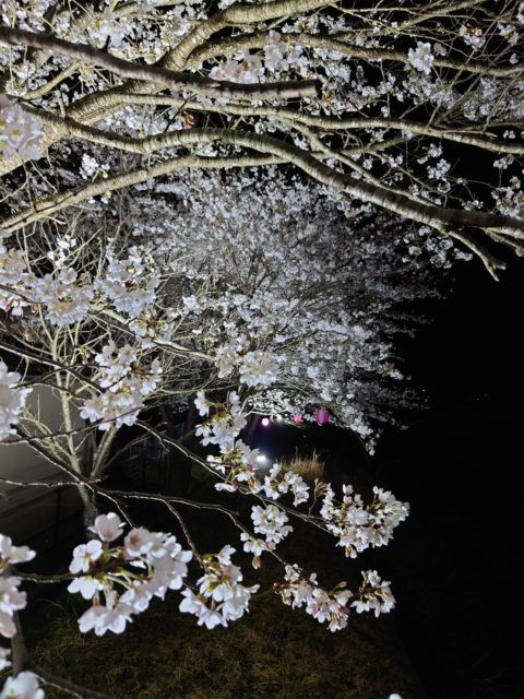 近くの桜🌸